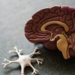 Microscopic neuro-imaging of microglial arborization, synaptic clefts, and astrocyte end-feet along the blood-brain barrier