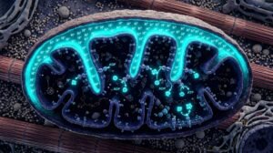 NAD+ Biosynthesis & Sirtuin Activation: The Mitochondrial Longevity Cascade and Microvascular Preservation